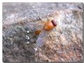 Phaonia pallida